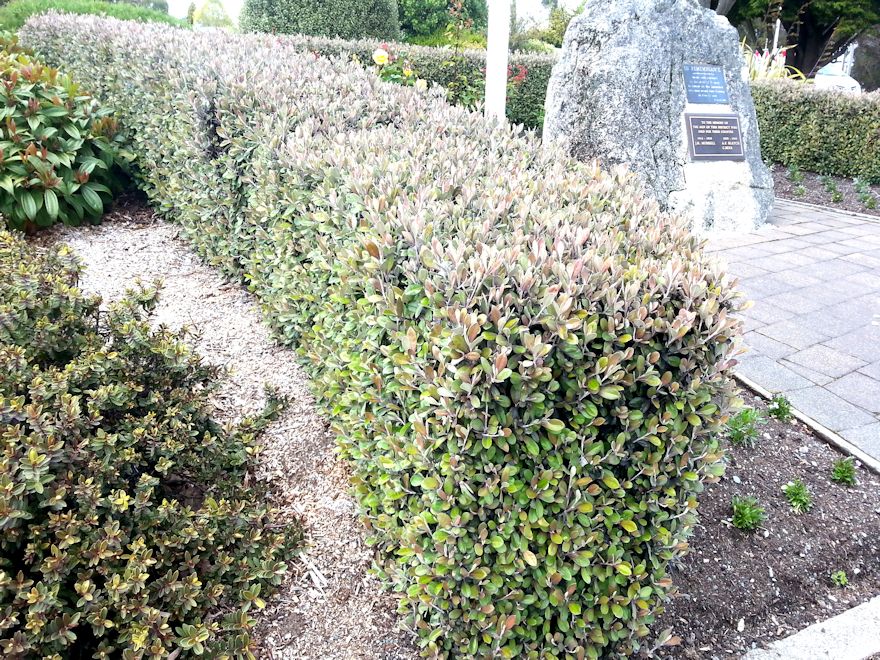 5x Corokia Frosted Chocolate - $5.99 each