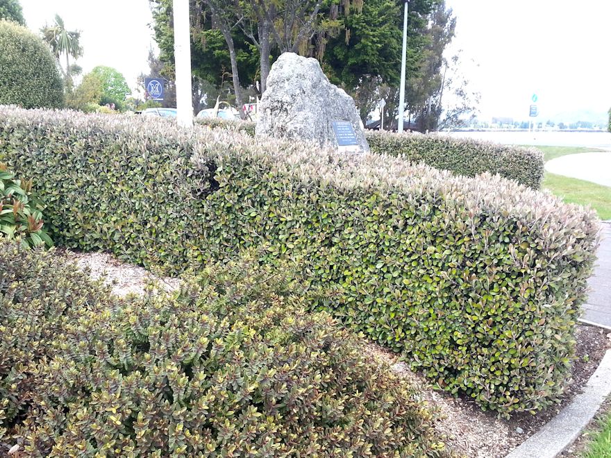 5x Corokia Frosted Chocolate - $5.99 each