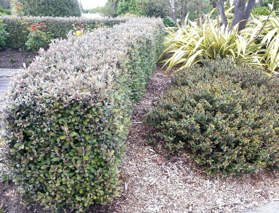 5x Corokia Frosted Chocolate - $5.99 each