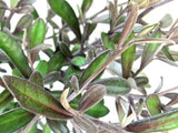 Corokia Frosted Chocolate x 1