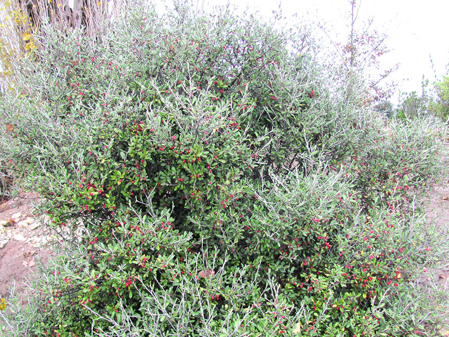 Corokia Red Wonder