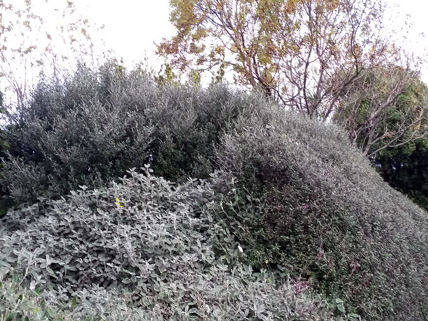 Corokia Red Wonder
