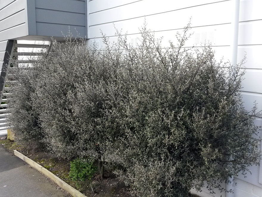 Corokia Red Wonder