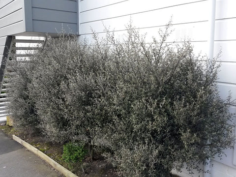 Corokia Red Wonder – Greenmachine