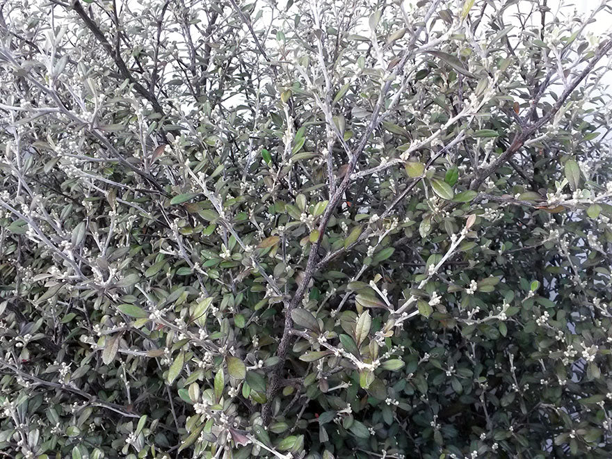 Corokia Red Wonder