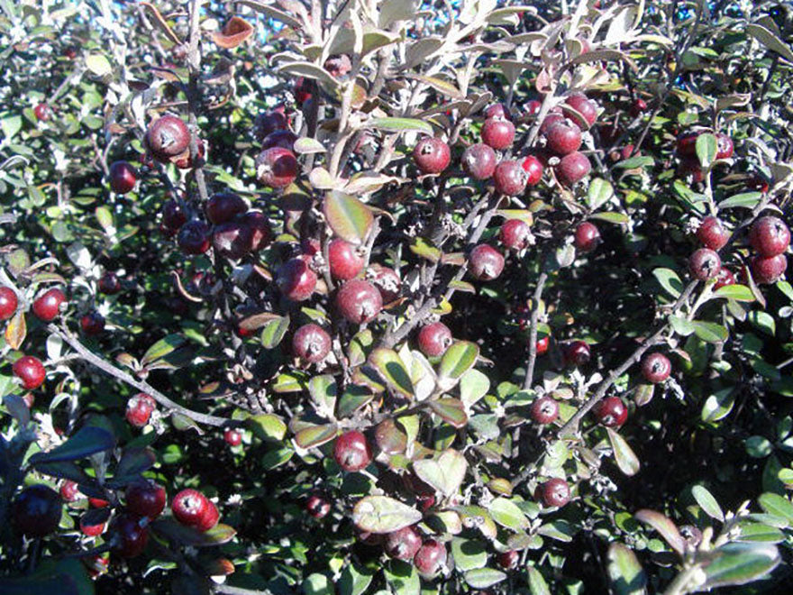 Corokia Red Wonder