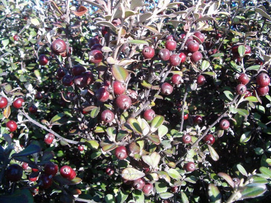 5x Corokia Frosted Chocolate - $5.99 each