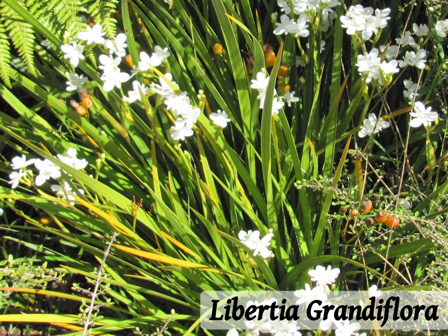 25x Low Growing Native Combo - $4.99 each