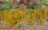 5x NZ Golden Iris - $12.99 each