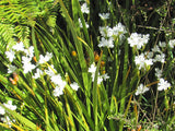 Libertia Grandiflora