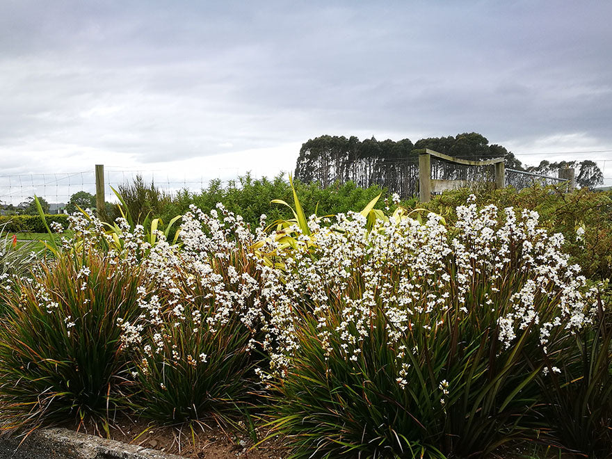 Libertia Grandiflora
