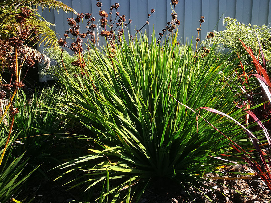 Libertia Grandiflora