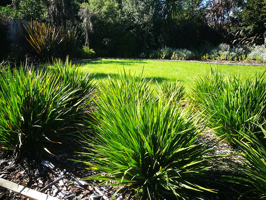 10x NZ Grand Iris - just $1.99 each