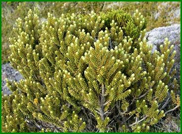Olearia Nummularifolia