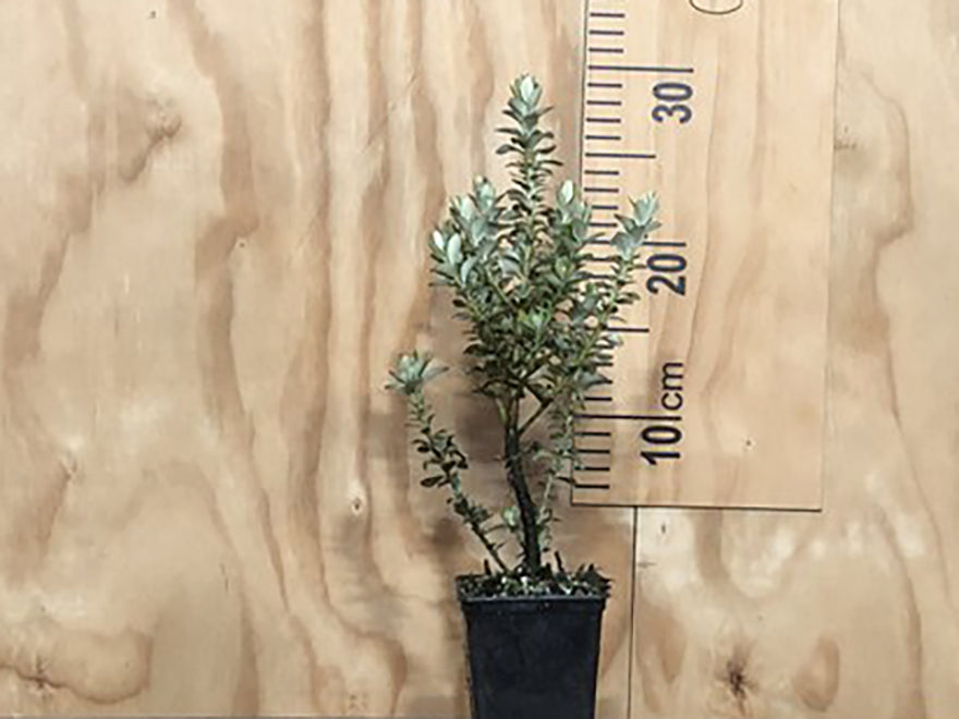 5x Coin Leaved Bush Daisy - $5.99 each