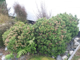 Olearia Nummularifolia