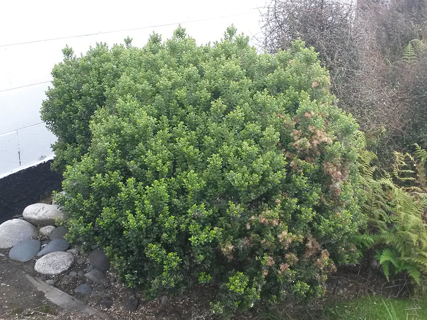 Olearia Nummularifolia