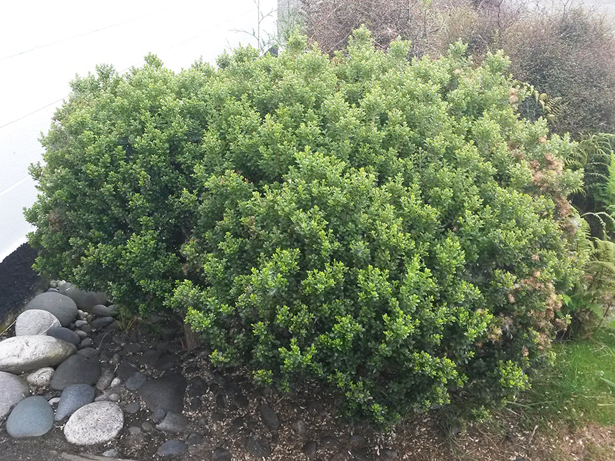 25x Coin Leaved Bush Daisy - $4.99 each