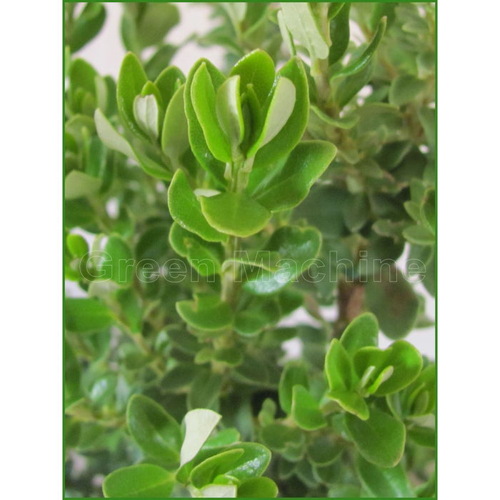Olearia Nummularifolia