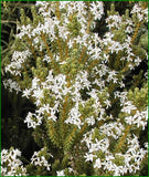 Olearia Nummularifolia