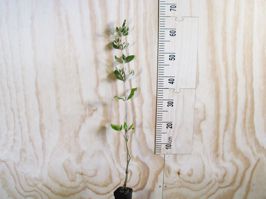 Olearia Traversii x 1