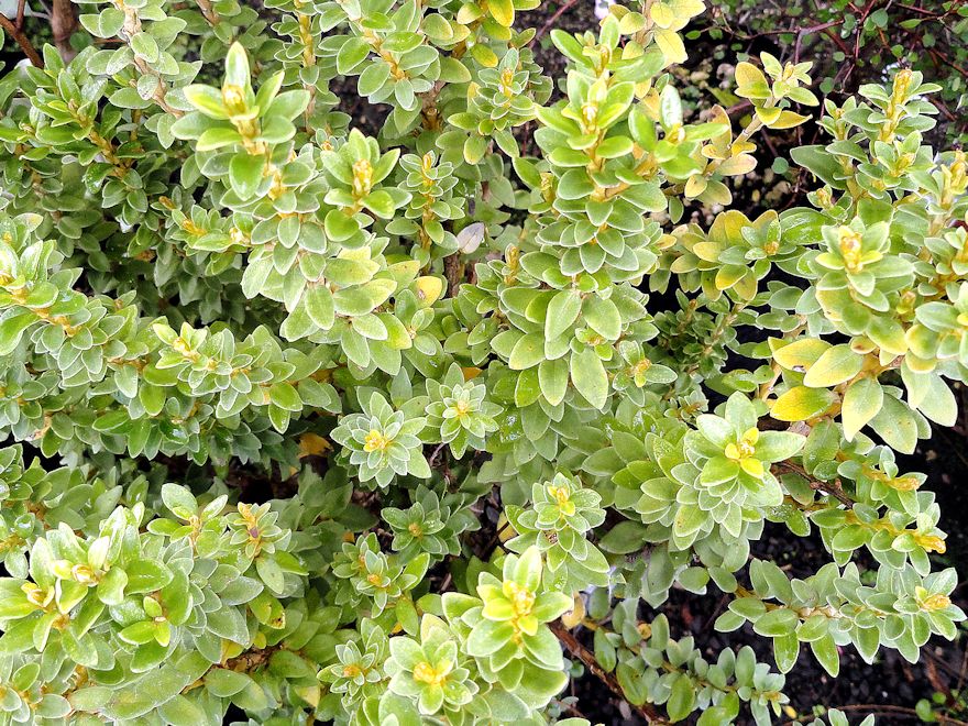 Olearia Nummularifolia