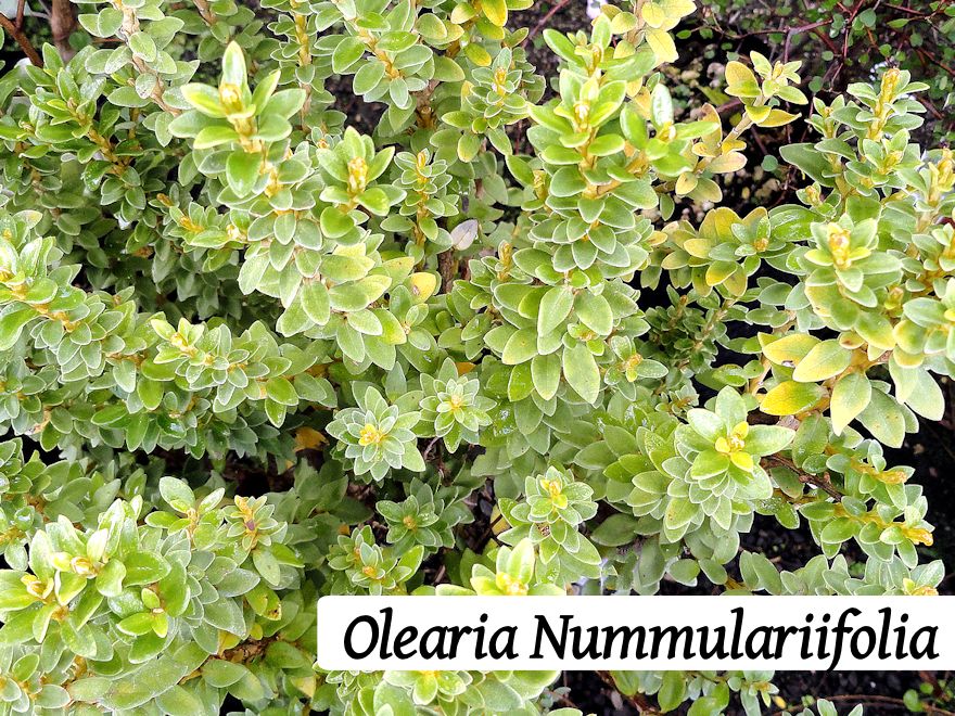 25x Low Growing Native Combo - $4.99 each