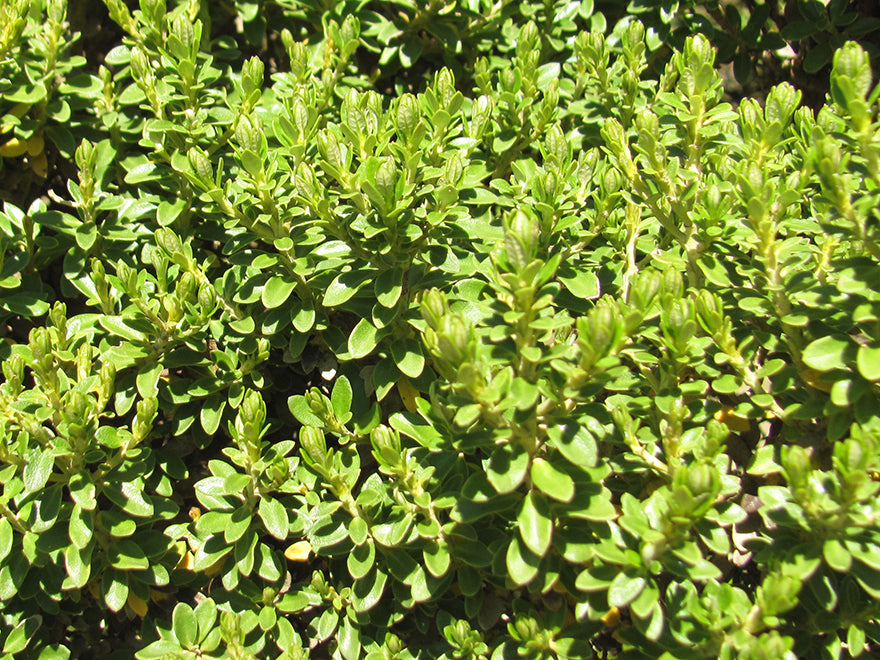 Olearia Nummularifolia