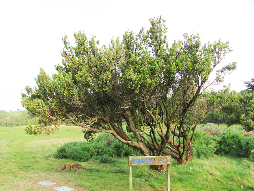 Olearia Traversii x 1