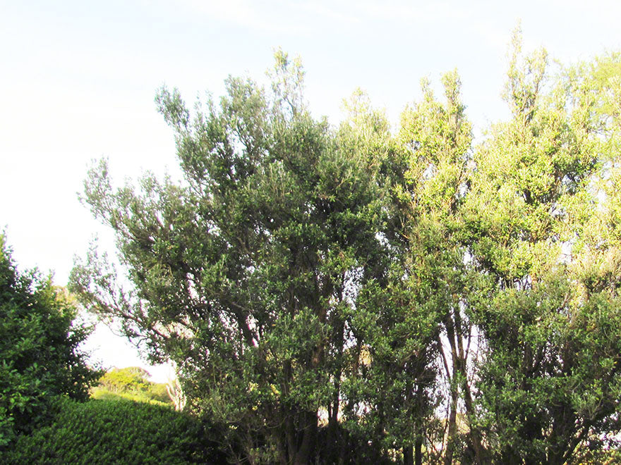 Olearia Traversii x 1