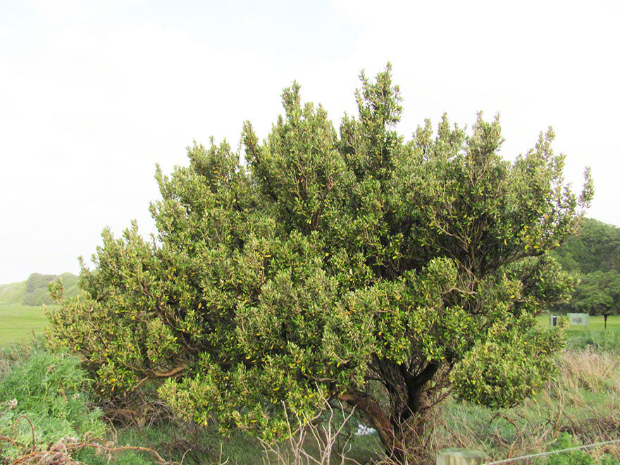 Olearia Traversii x 1
