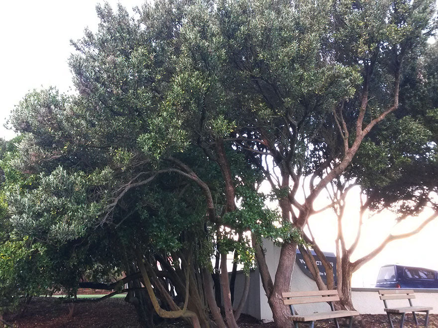 Olearia Traversii x 1