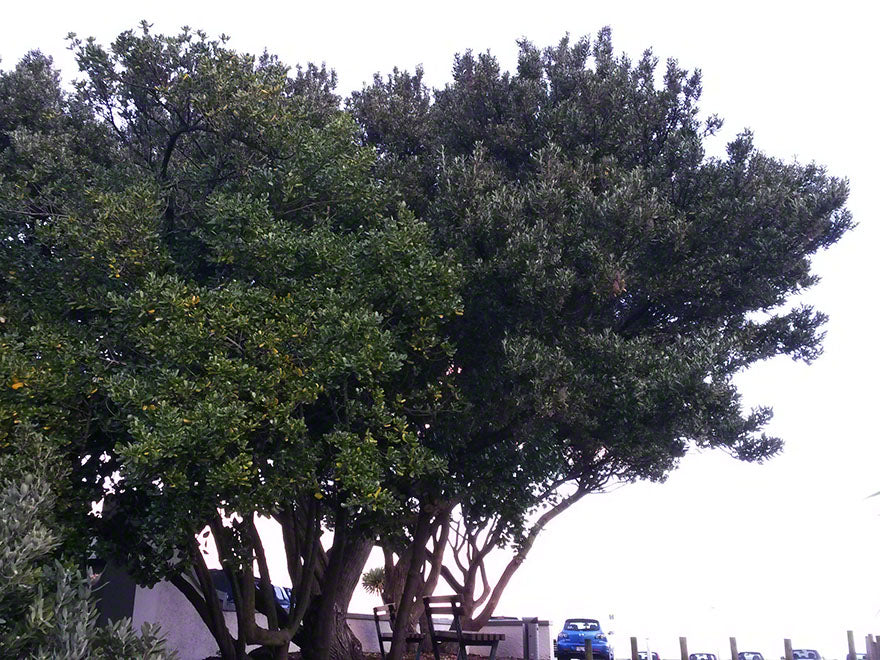 Olearia Traversii x 1