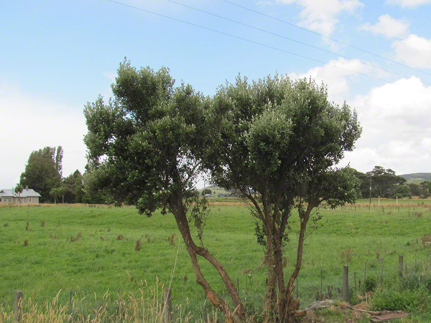 Olearia Traversii x 1