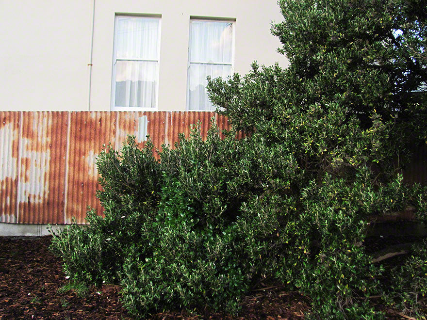 Olearia Traversii x 1