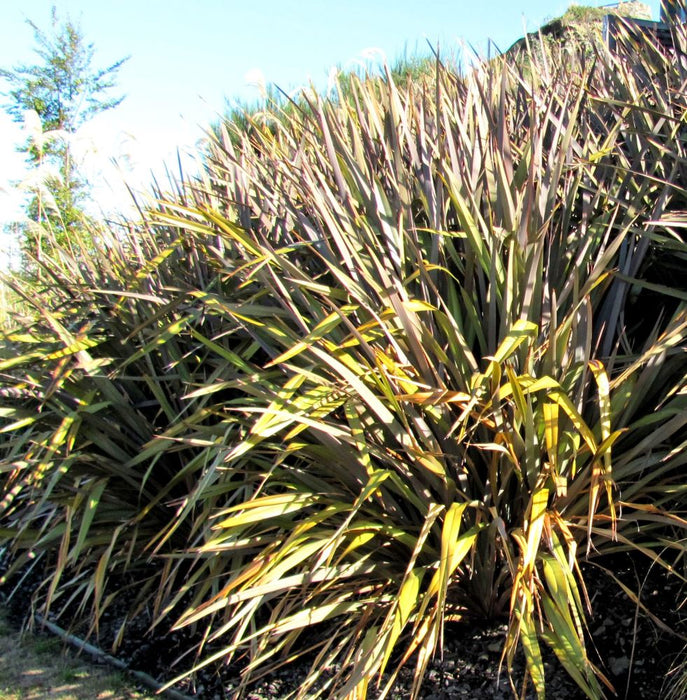 Phormium Tenax Purple