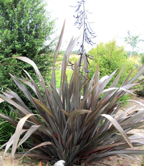 Phormium Tenax Purple