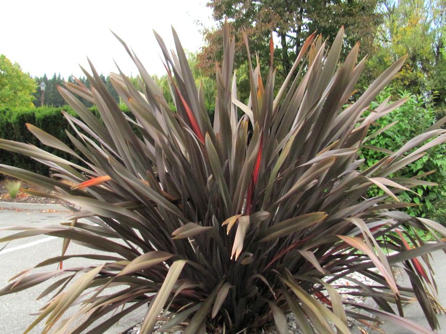Phormium Tenax Purple