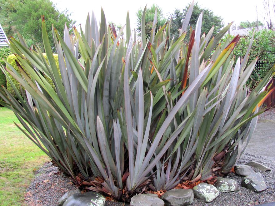 Phormium Tenax Purple