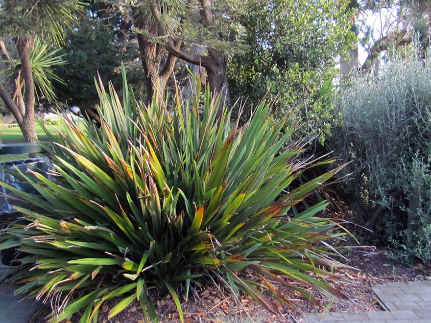 Phormium Tenax Green