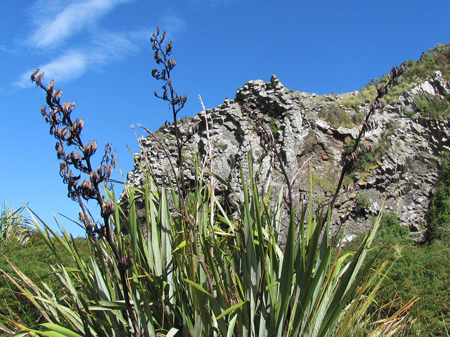 Phormium Tenax Green