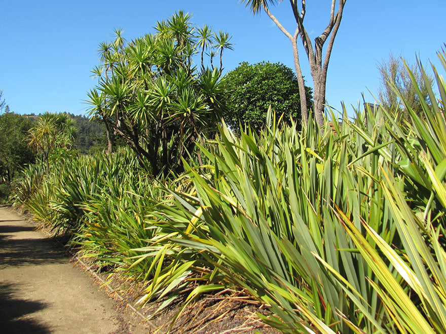 Phormium Tenax Green