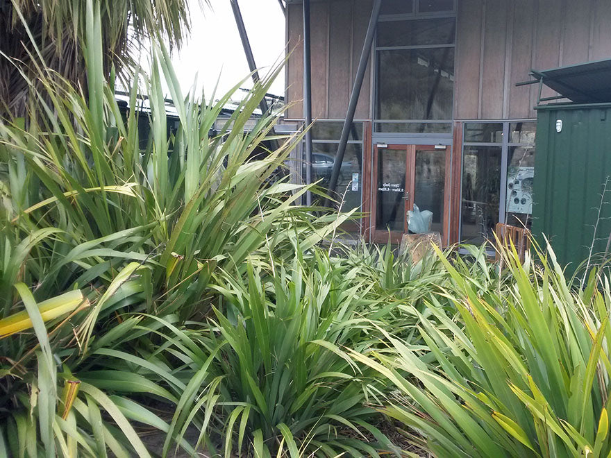 Phormium Tenax Green