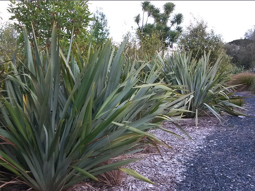 Phormium Tenax Green
