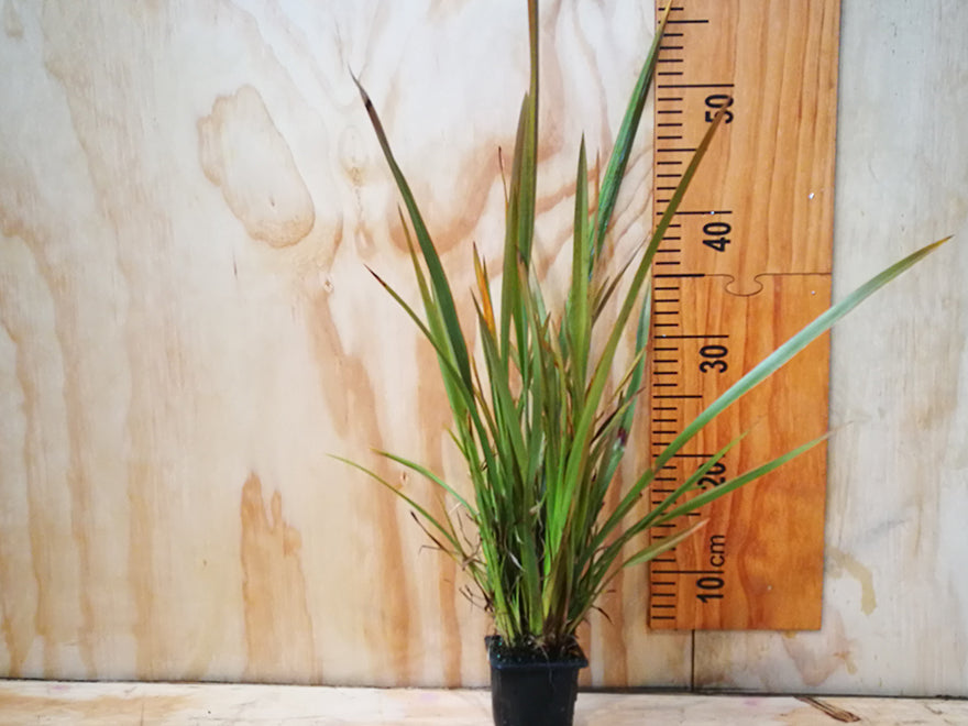 Phormium Tenax Green