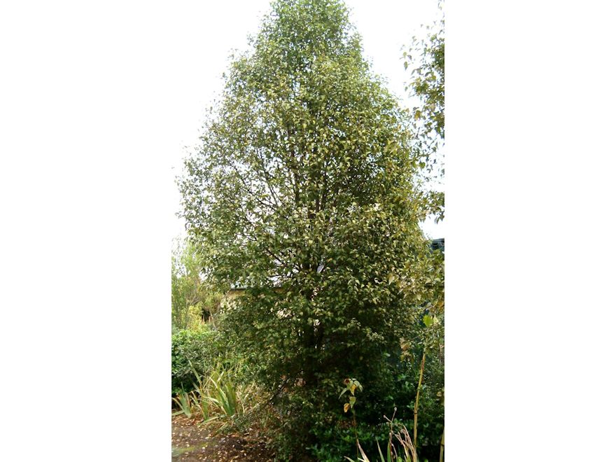 Plagianthus_Regius_11_R3TSWE5BUXSH.jpg