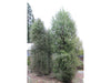 Plagianthus_Regius_12_R3TSWF4GR4RH.JPG