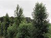 Plagianthus_Regius_13_R3TSWG9T5UWN.jpg