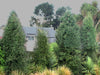 Plagianthus_Regius_14_R9TFS9Y5SJRT.jpg