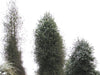 Plagianthus_Regius_15_R3TSWINCR6VC.JPG